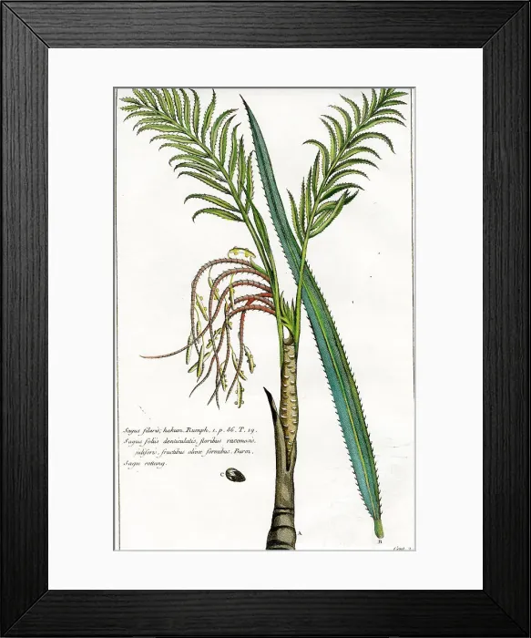 Framed Print : Palms Framed Print : Palms