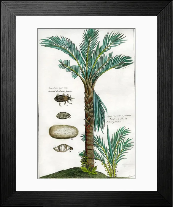 Framed Print : Palms Framed Print : Palms