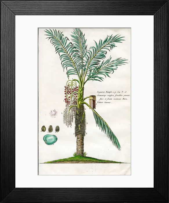 Framed Print : Palms Framed Print : Palms