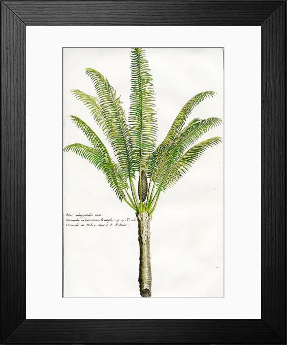 Framed Print : Palms Framed Print : Palms