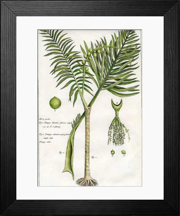 Framed Print : Palms Framed Print : Palms