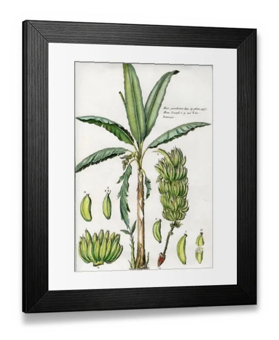 Framed Print : Palms Framed Print : Palms