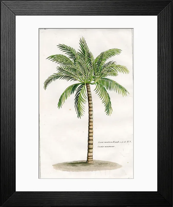 Framed Print : Palms Framed Print : Palms