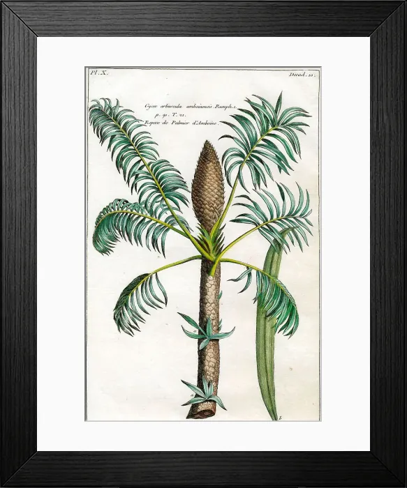 Framed Print : Palms Framed Print : Palms