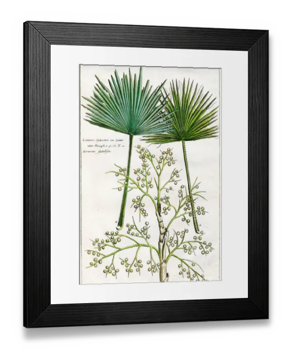 Framed Print : Palms Framed Print : Palms