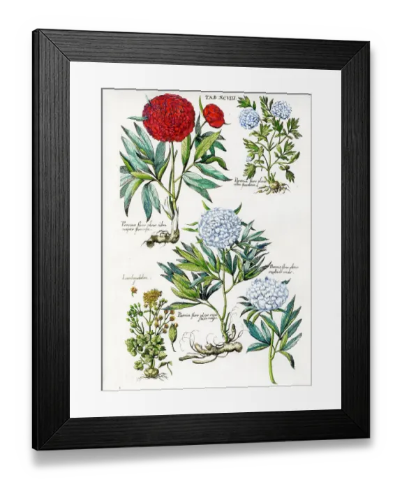 Framed Print : Paeonies (Double) Framed Print : Paeonies (Double)