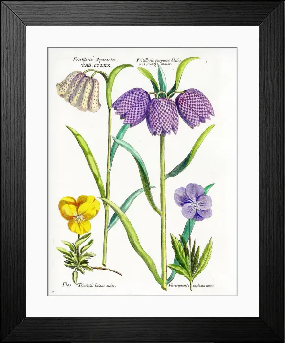 Framed Print : Fritillary Framed Print : Fritillary