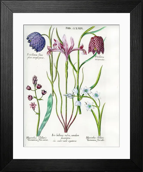 Framed Print : Fritillary Framed Print : Fritillary