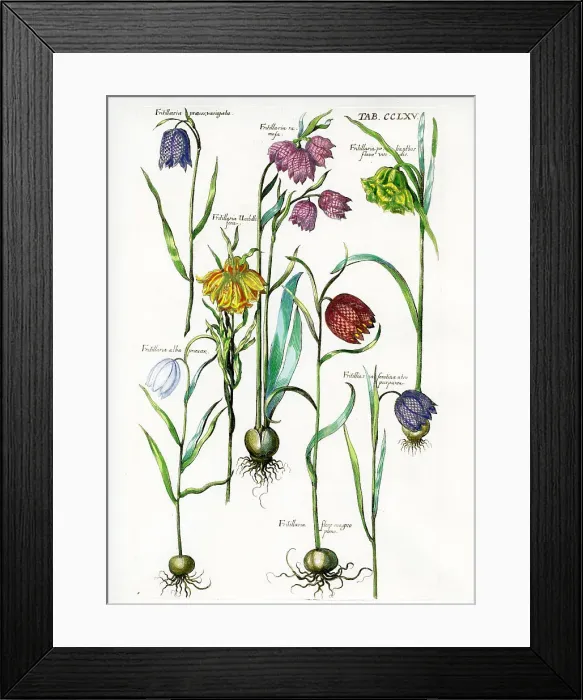 Framed Print : Fritillary Framed Print : Fritillary