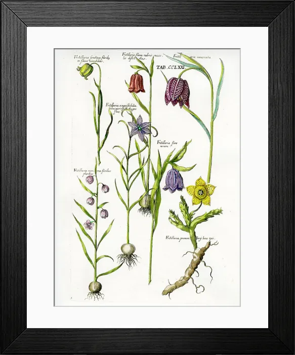 Framed Print : Fritillary Framed Print : Fritillary