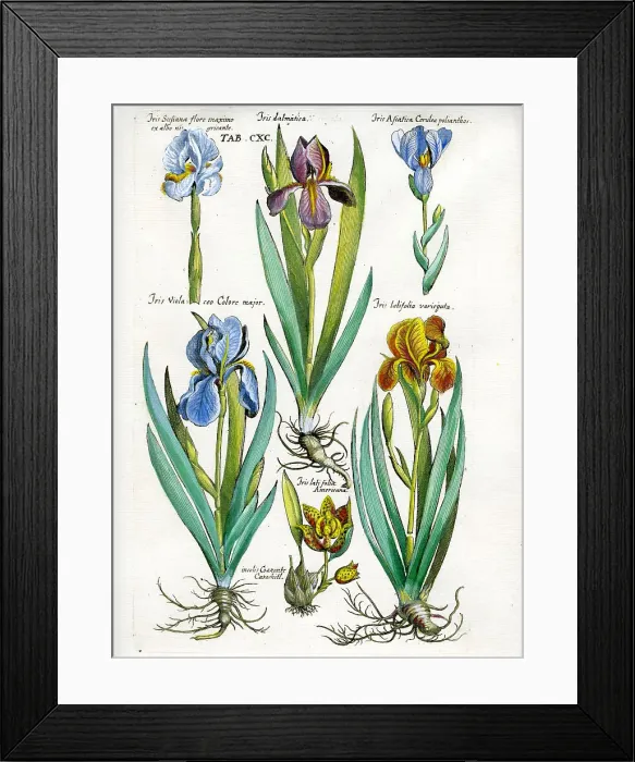 Framed Print : Iris Framed Print : Iris