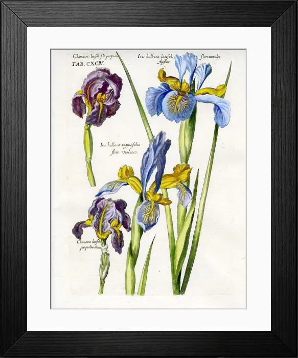 Framed Print : Iris Framed Print : Iris