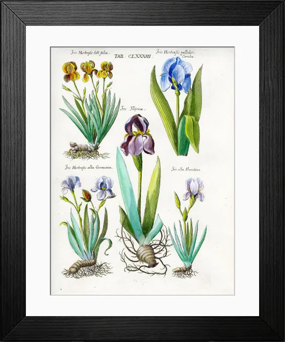 Framed Print : Iris Framed Print : Iris