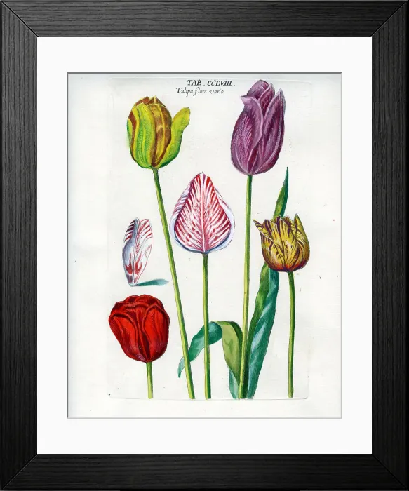 Framed Print : Tulip Framed Print : Tulip