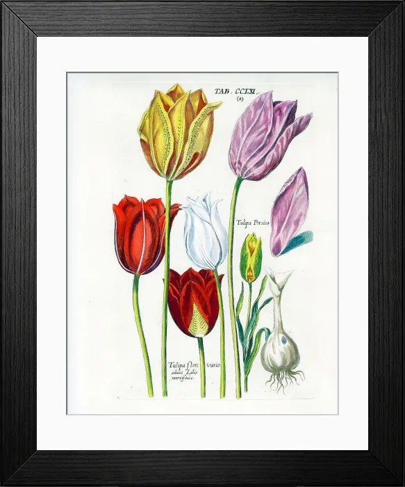 Framed Print : Tulip Framed Print : Tulip
