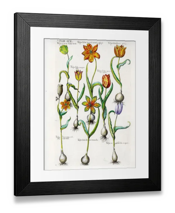 Framed Print : Tulip Framed Print : Tulip