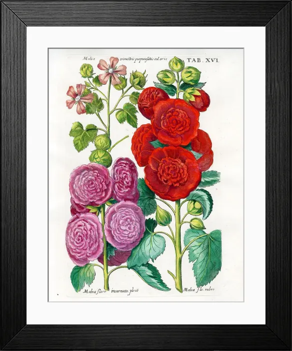 Framed Print : Holyhock Framed Print : Holyhock