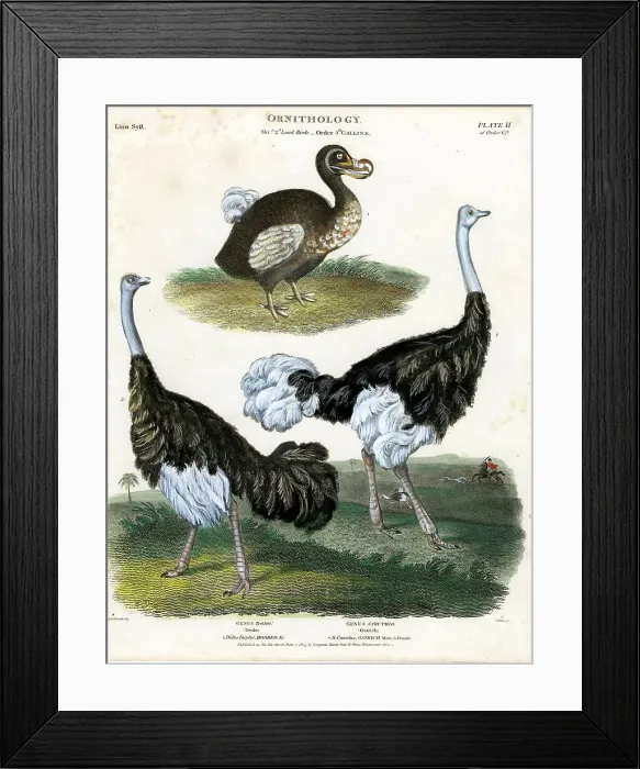 Framed Print : Dodo and Osterichs Framed Print : Dodo and Osterichs