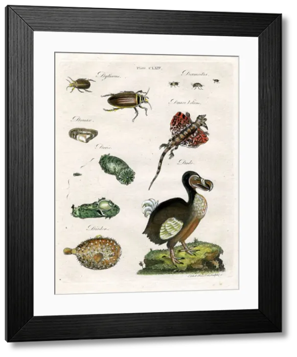 Framed Print : Dodo, Beetles and Lizards Framed Print : Dodo, Beetles and Lizards
