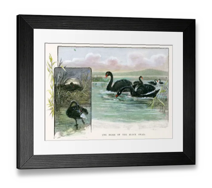 Framed Print : Western Australia - Home of The Black Swan Framed Print : Western Australia - Home of The Black Swan