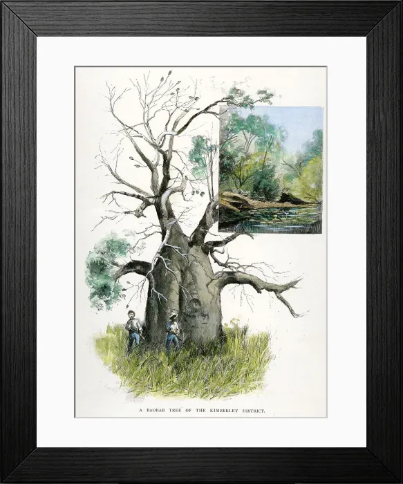Framed Print : Western Australia - Kimberley - Baobab Tree Framed Print : Western Australia - Kimberley - Baobab Tree