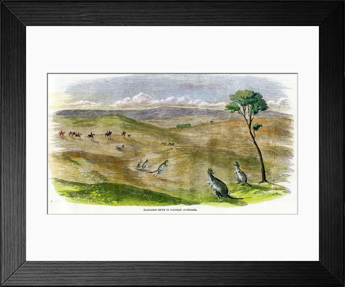 Framed Print : Western Australia - Kangaroo Hunt Framed Print : Western Australia - Kangaroo Hunt