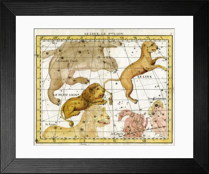 Framed Print : Lynx, Little Lion Framed Print : Lynx, Little Lion