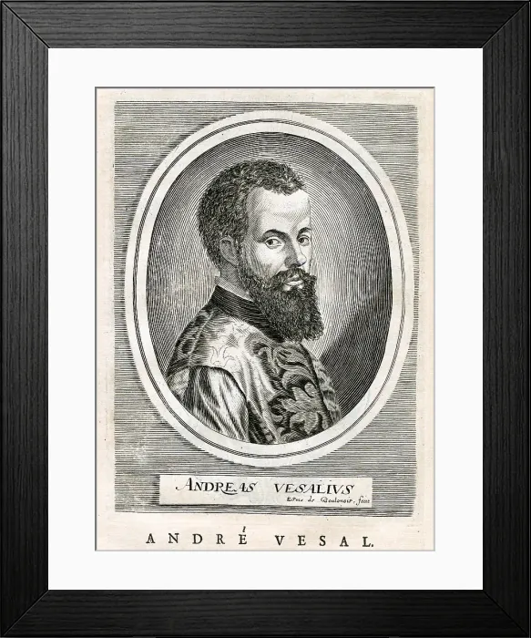 Framed Print : Andre Vesal