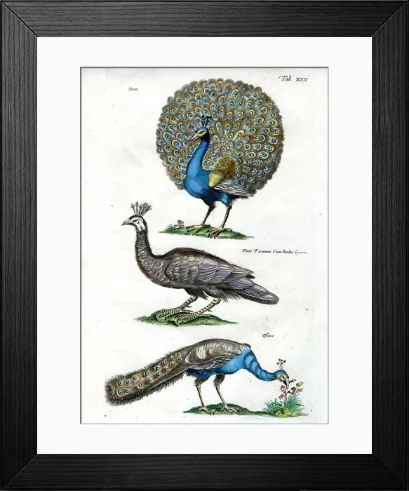 Framed Print : Peacock Framed Print : Peacock