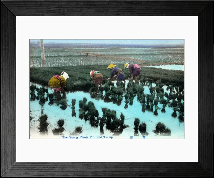 Framed Print : Japan - Date: circa 1910s Framed Print : Japan - Date: circa 1910s