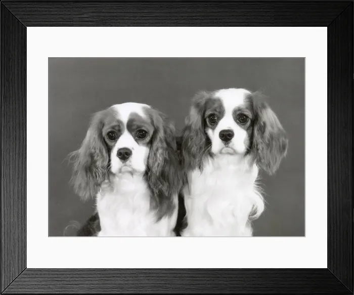 Framed Print : Cavalier King Charles Spaniel, Alansmere Bells Boy and A Bellringer. Date: 1981 Framed Print : Cavalier King Charles Spaniel, Alansmere Bells Boy and A Bellringer. Date: 1981
