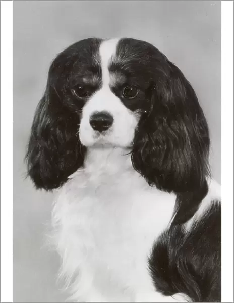 Cavalier King Charles Spaniel, Alansmere Just-a-Fellow. Date: 1987