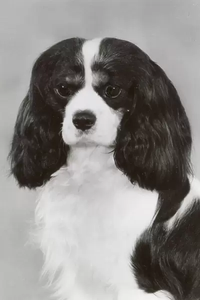 Cavalier King Charles Spaniel, Alansmere Just-a-Fellow. Date: 1987