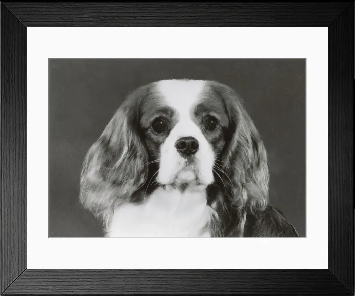 Framed Print : Cavalier King Charles Spaniel, Alansmere Country Boy. Date: 1985