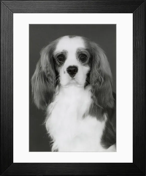 Framed Print : Cavalier King Charles Spaniel, Alansmere Ashleigh Wilkes. Date: 1984
