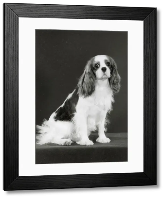 Framed Print : Cavalier King Charles Spaniel, Champion Alansmere Scarlett O Hara. Date: 1986 Framed Print : Cavalier King Charles Spaniel, Champion Alansmere Scarlett O Hara. Date: 1986
