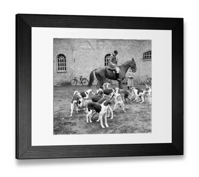 Framed Print : Fox hunting Framed Print : Fox hunting