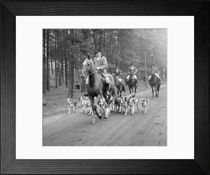 Framed Print : Fox hunting Framed Print : Fox hunting