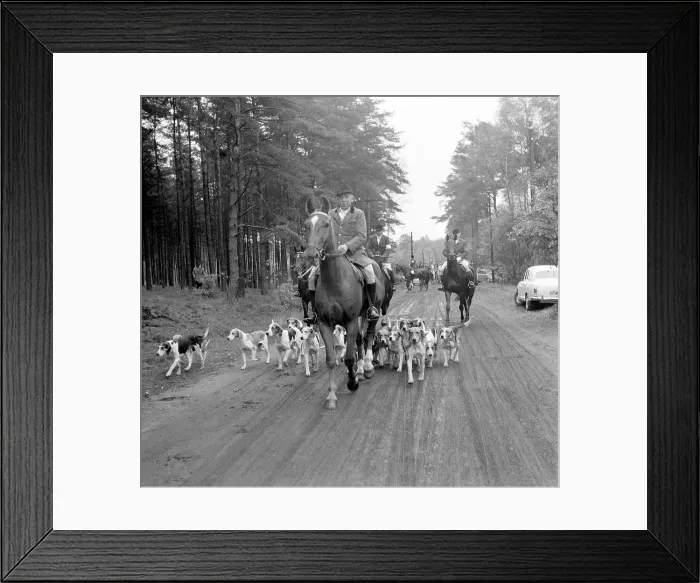 Framed Print : Fox hunting Framed Print : Fox hunting