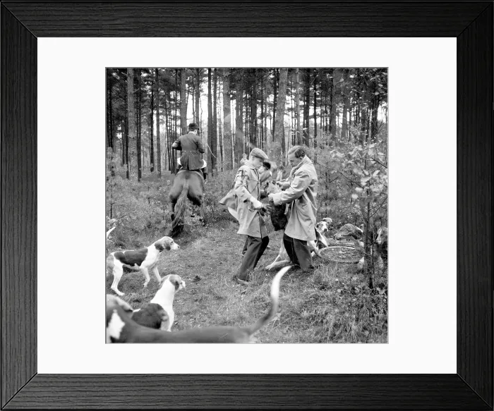 Framed Print : Fox hunting Framed Print : Fox hunting