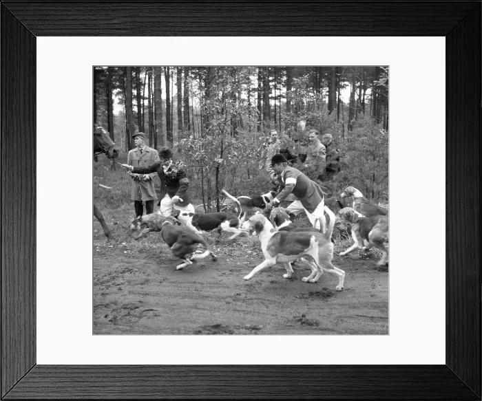Framed Print : Fox hunting Framed Print : Fox hunting
