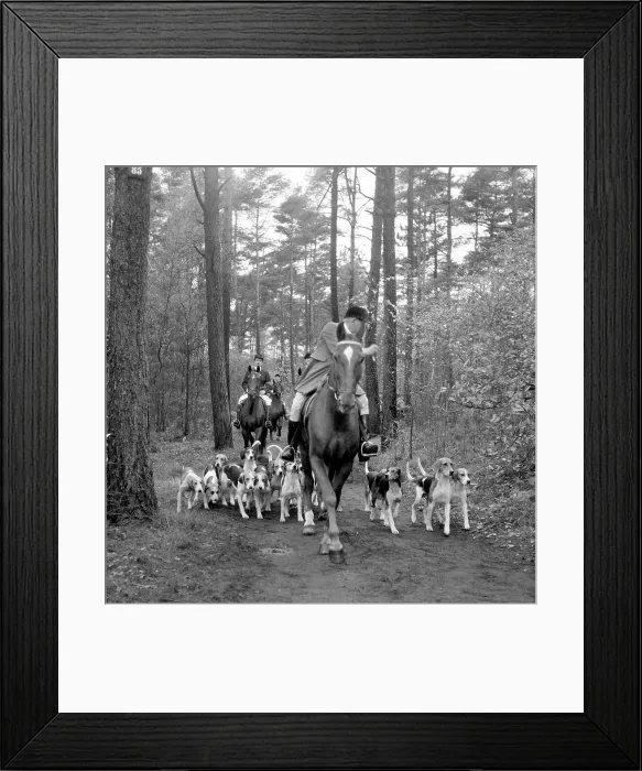 Framed Print : Fox hunting Framed Print : Fox hunting