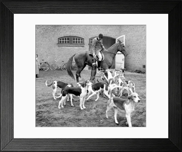 Framed Print : Fox hunting Framed Print : Fox hunting
