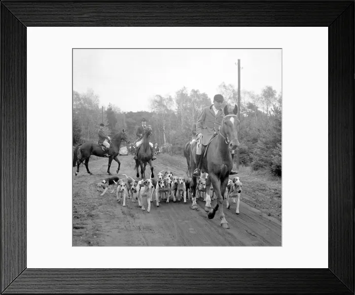 Framed Print : Fox hunting Framed Print : Fox hunting