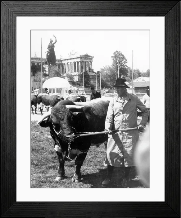 Framed Print : Pinzgauer bull Framed Print : Pinzgauer bull