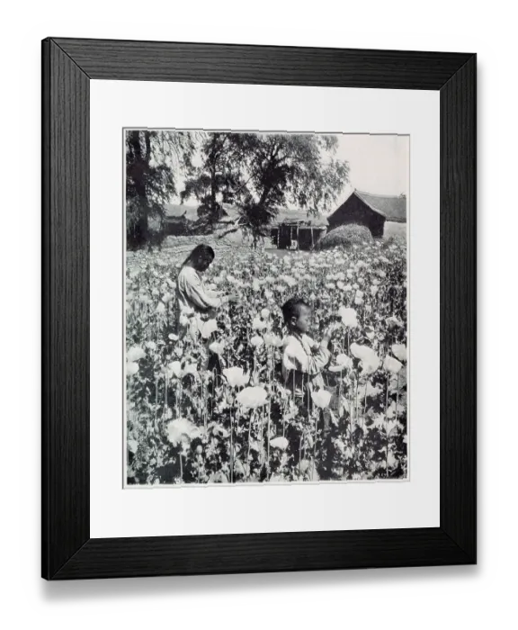 Framed Print : Poppy cultivation, Manchuria Date: 1907 Framed Print : Poppy cultivation, Manchuria Date: 1907