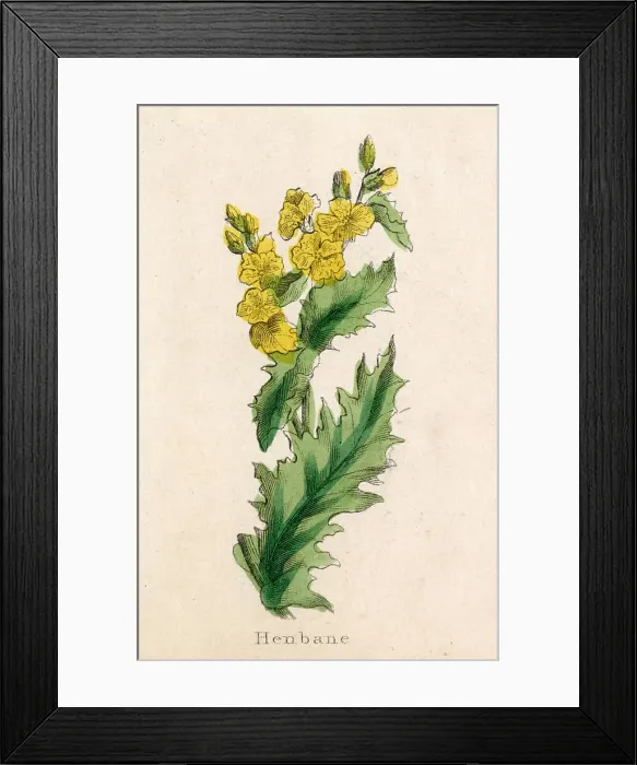 Framed Print : Henbane or Hogbean. Date: circa 1820 Framed Print : Henbane or Hogbean. Date: circa 1820