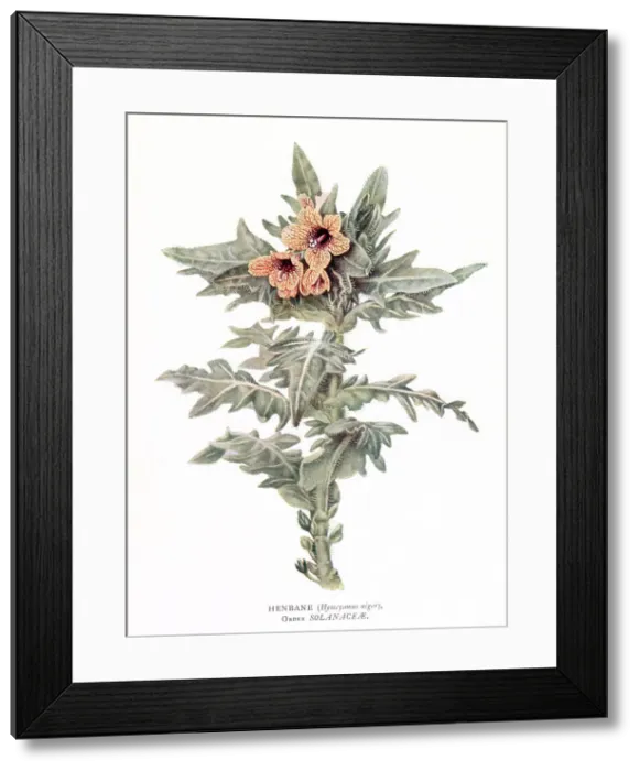 Framed Print : Henbane. Date: 1915 Framed Print : Henbane. Date: 1915
