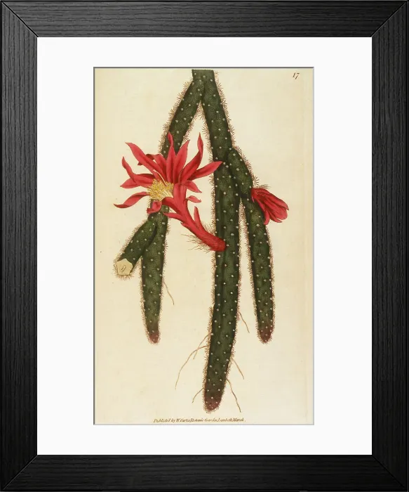 Framed Print : CACTUS FLAGELLIFORMIS CREEPING CEREUS CACTUS Date: 1793 Framed Print : CACTUS FLAGELLIFORMIS CREEPING CEREUS CACTUS Date: 1793