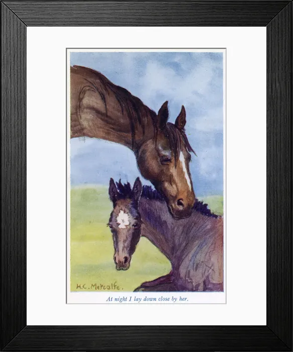 Framed Print : Black Beauty with his mother. Date: First published: 1877 Framed Print : Black Beauty with his mother. Date: First published: 1877